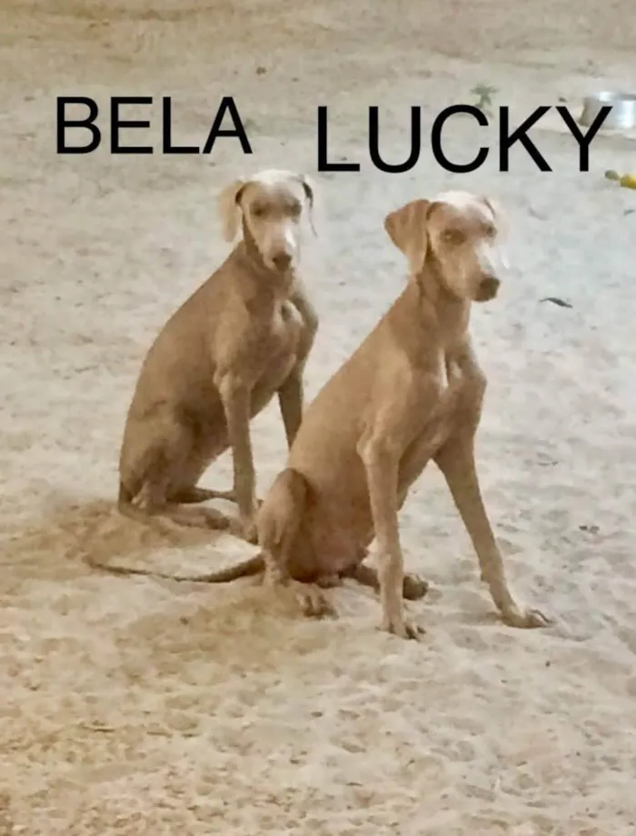 Cachorro ra a Weimaraner  idade 4 anos nome Lucky e Bela 