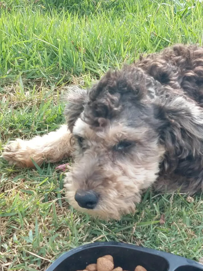 Cachorro ra a  idade 2 anos nome GRATIFICA - Mancadinha