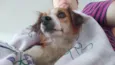 Belina