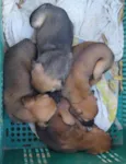 Jade,Kiara,Scooby e Tom ( apelido até adoção)