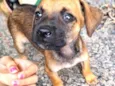 Jade,Kiara,Scooby e Tom ( apelido até adoção)