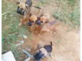 Jade,Kiara,Scooby e Tom ( apelido até adoção)