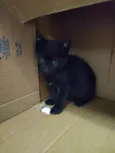 Gatinho filhote