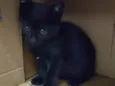 Gatinho filhote