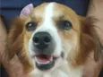 Belina