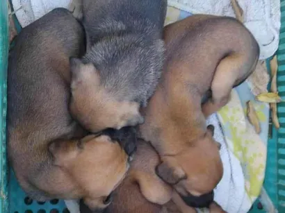 Cachorro raça SRD idade 2 a 6 meses nome Jade,Kiara,Scooby e Tom ( apelido até adoção)