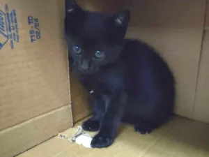Gato raça Srd idade Abaixo de 2 meses nome Gatinho filhote