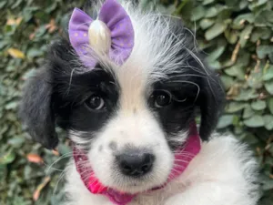 Cachorro raça SRD-ViraLata idade 2 a 6 meses nome Pandora