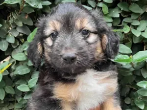 Cachorro raça SRD-ViraLata idade 2 a 6 meses nome Benny