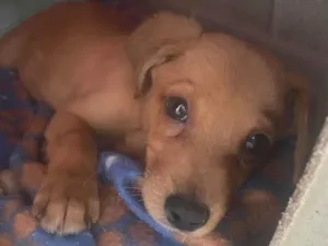 Cachorro raça SRD-ViraLata idade 2 a 6 meses nome Léo