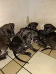 cachorros vira latas para doar urgente
