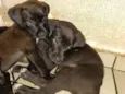 cachorros vira latas para doar urgente