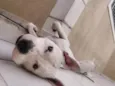 Marmaduke