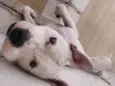 Marmaduke