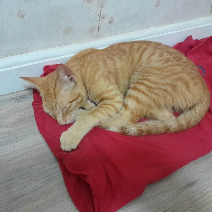 Gato ra a SRD idade 2 a 6 meses nome Lippi