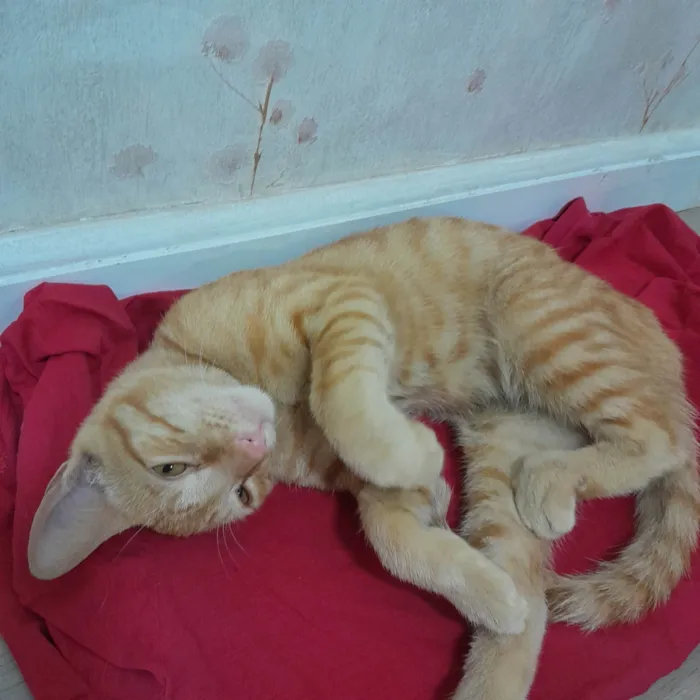 Gato ra a SRD idade 2 a 6 meses nome Lippi