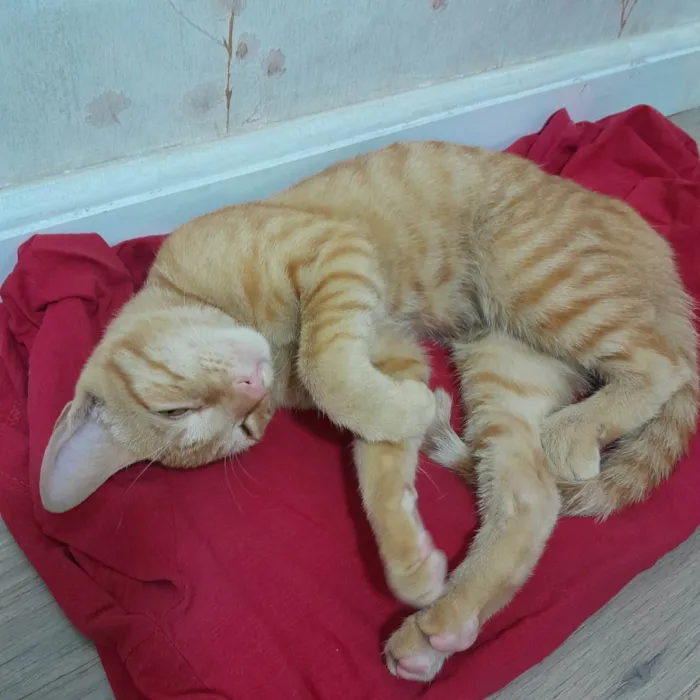 Gato ra a SRD idade 2 a 6 meses nome Lippi