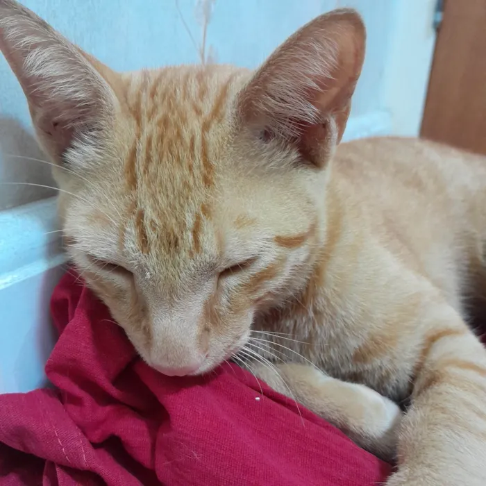 Gato ra a SRD idade 2 a 6 meses nome Lippi