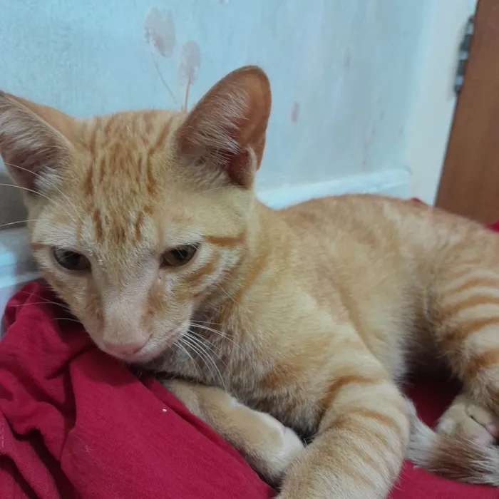 Gato ra a SRD idade 2 a 6 meses nome Lippi