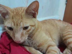 Gato raça SRD idade 2 a 6 meses nome Lippi