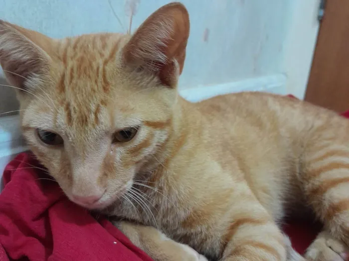 Gato ra a SRD idade 2 a 6 meses nome Lippi