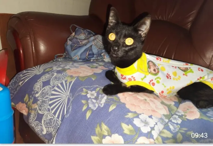 Gato ra a SRD idade 2 a 6 meses nome Gaia