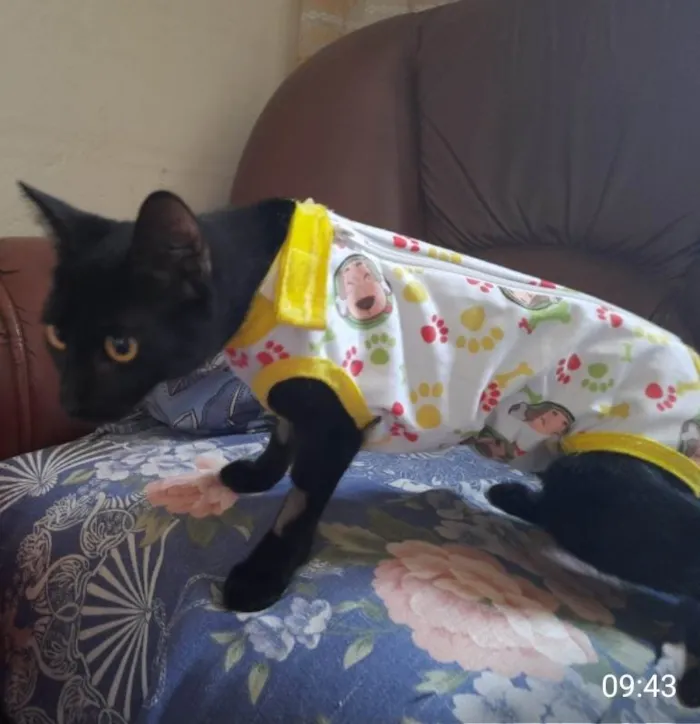 Gato ra a SRD idade 2 a 6 meses nome Gaia