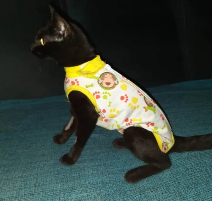 Gato ra a SRD idade 2 a 6 meses nome Gaia