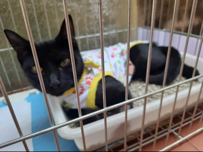 Gato ra a SRD idade 2 a 6 meses nome Gaia