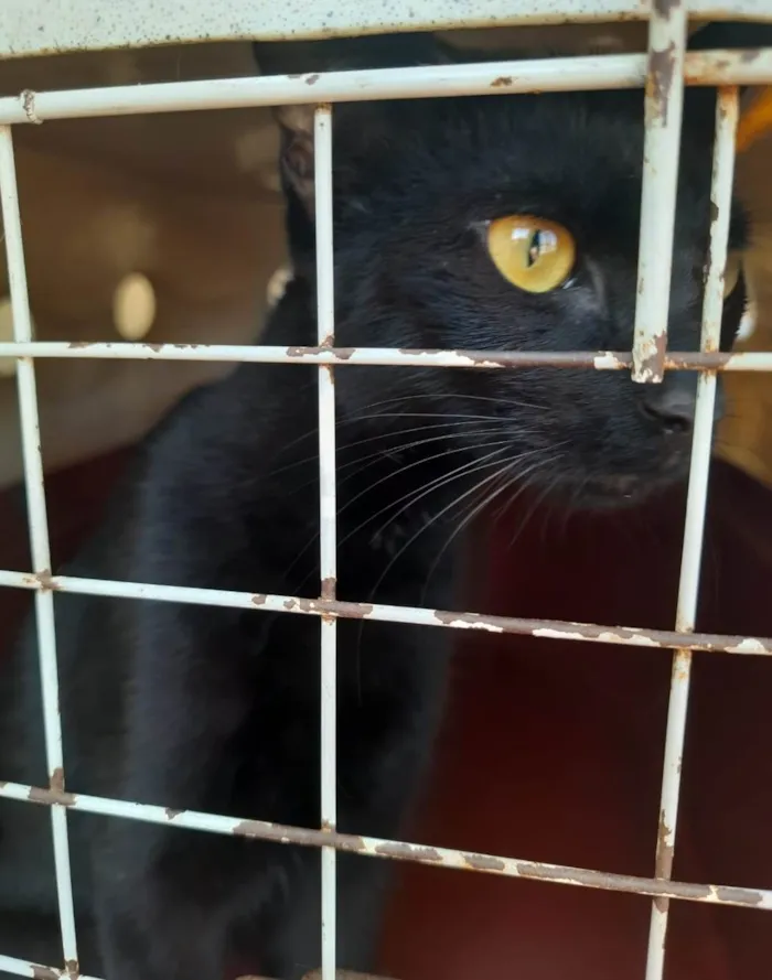 Gato ra a SRD idade 2 a 6 meses nome Gaia