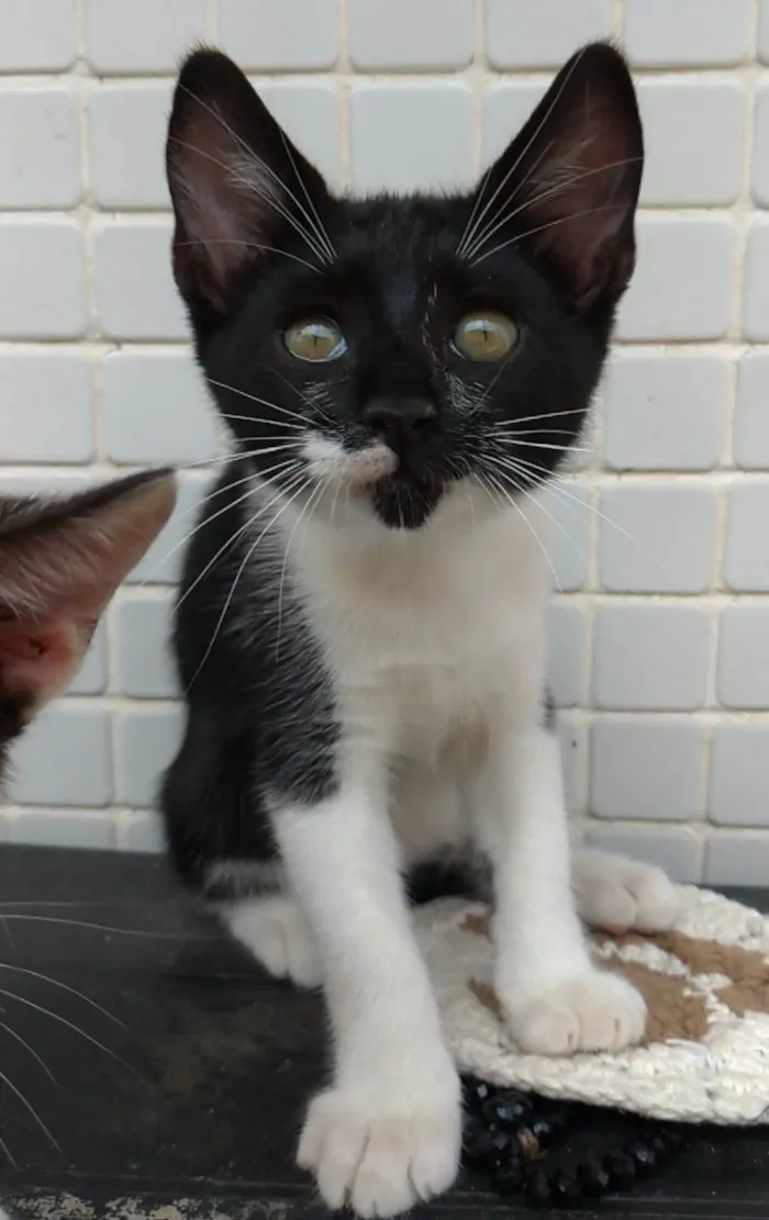 Gato ra a srd frajolinha  idade 7 a 11 meses nome TALITA