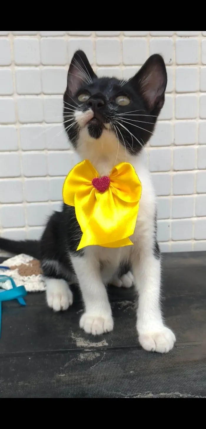 Gato ra a srd frajolinha  idade 7 a 11 meses nome TALITA