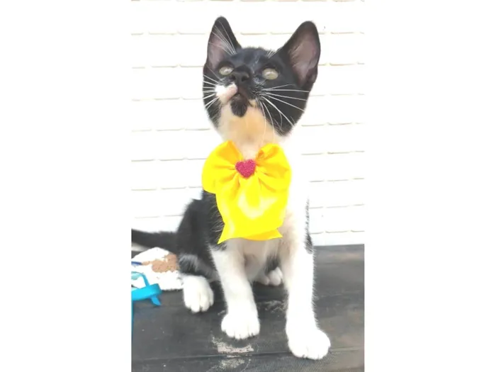 Gato ra a srd frajolinha  idade 7 a 11 meses nome TALITA