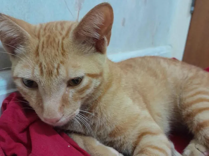 Gato ra a SRD idade 2 a 6 meses nome Lippi