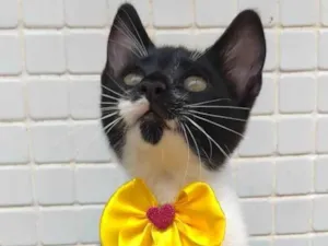Gato raça srd frajolinha  idade 7 a 11 meses nome TALITA
