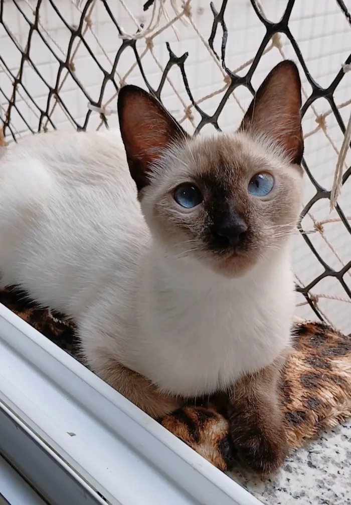 Gato ra a srd "sialata"  idade 2 a 6 meses nome ISA