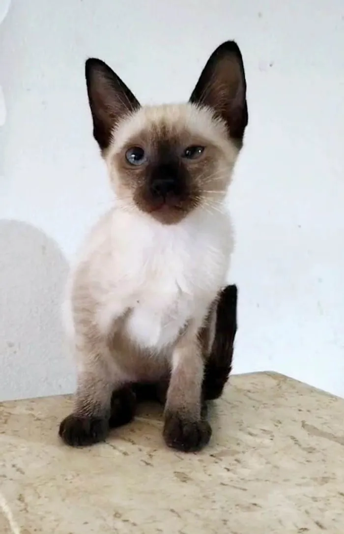 Gato ra a srd "sialata"  idade 2 a 6 meses nome ISA