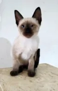 ISA