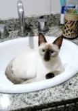 ISA