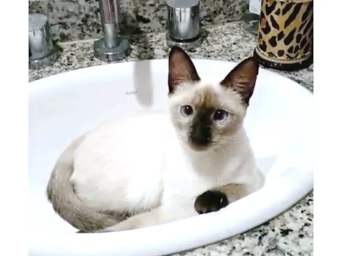 Gato ra a srd "sialata"  idade 2 a 6 meses nome ISA