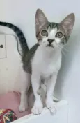 MAÍSA