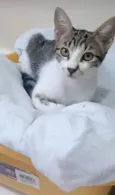 MAÍSA