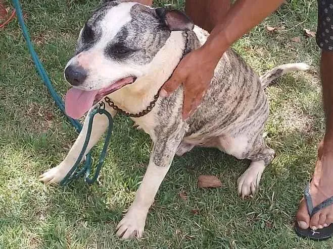 Cachorro ra a Pit Bull mestiço  idade 6 ou mais anos nome Spack 