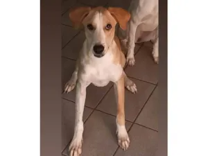 Cachorro raça SRD-ViraLata idade 7 a 11 meses nome Branquinho 
