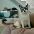 Nick