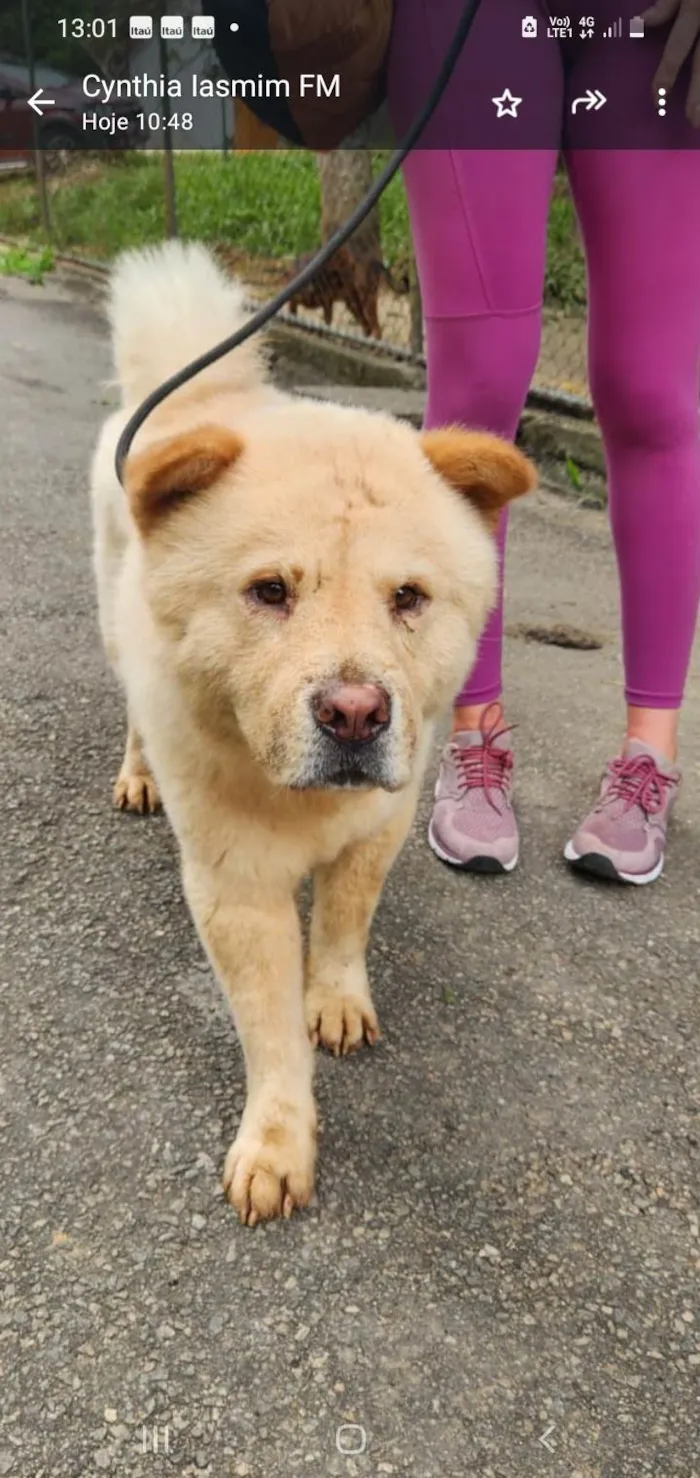 Cachorro ra a Chaulata  idade 3 anos nome Belo