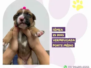 Cachorro raça SRD-ViraLata idade Abaixo de 2 meses nome Julia 