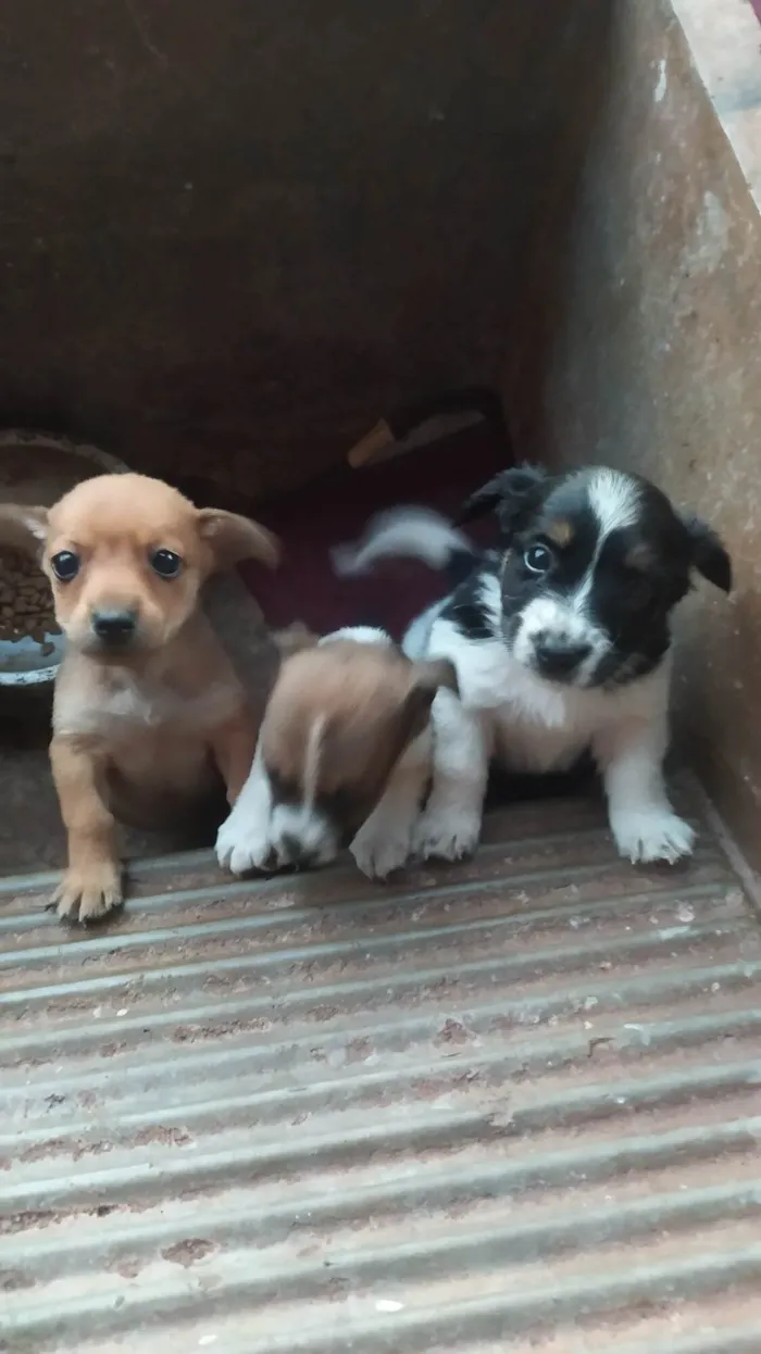 Cachorro ra a Pincher  idade Abaixo de 2 meses nome Piroquinhas 