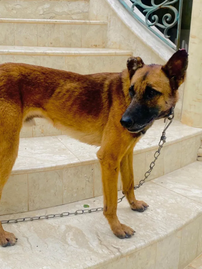 Cachorro ra a SRD-ViraLata (mistura com Malinois) idade 2 anos nome Theo e Luca (irmãos)