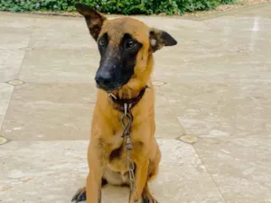 Cachorro raça SRD-ViraLata (mistura com Malinois) idade 2 anos nome Theo e Luca (irmãos)